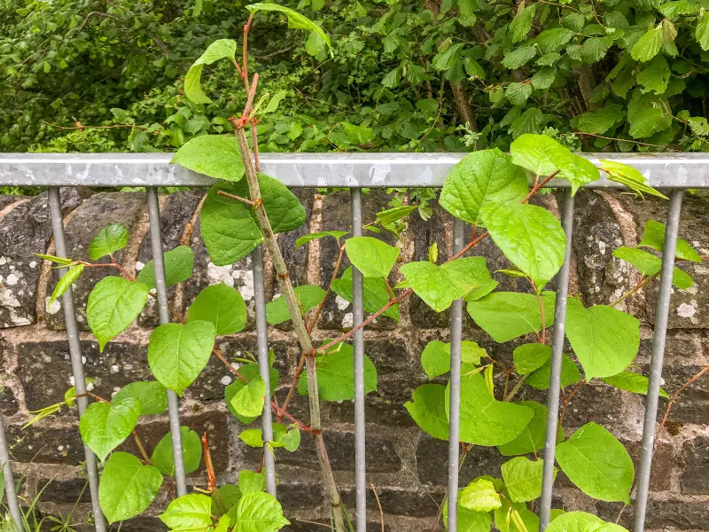 Japanese Knotweed: Who is liable for this nuisance plant?